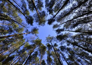 Bosques de Soria, oportunidad de inversión en naturaleza y patrimonio natural.