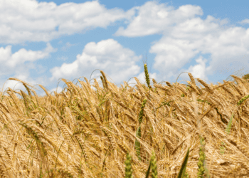Cereal campo en Soria con cielo azul y nubes, agricultura y inversión en el valle de Vinuesa.