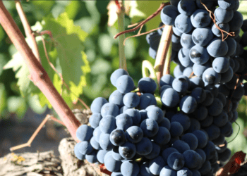 Sorbos negros en viñedo de Soria, perfecta para inversión agrícola en la región.