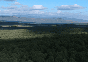 Bosques y montañas en Soria, inversión y desarrollo en la naturaleza.