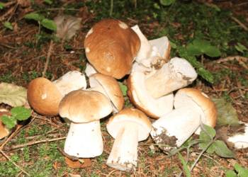 Setas comestibles en la naturaleza resaltando la inversión en Soria.