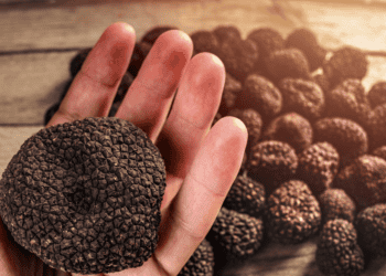 Trufa negra en mano, fructífero producto de inversión en Soria para gastronomía gourmet.
