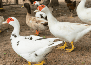 Pollos y patos en una granja sostenible en Soria, inversión en rural y agroalimentación en Soria.