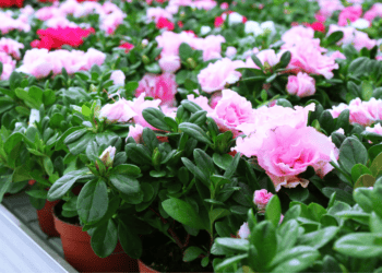 Coloridas azaleas en un vivero en Soria, ideales para inversión en jardinería y comercio de plantas.