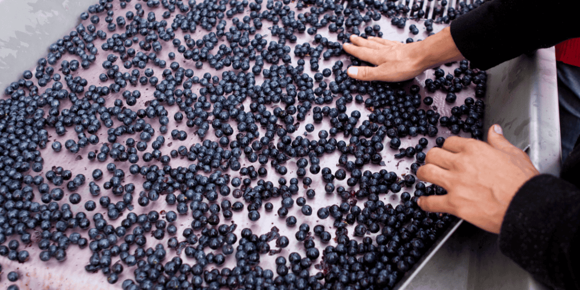 Fresas de Soria en proceso de selección y preparación para la producción agrícola local.