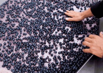 La Rambla en San Esteban de Gormaz ofrece el ciclo de Formación Profesional de vitivinicultura