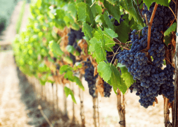 El enólogo Antonio Serrano invertirá 1,5 millones en una bodega en la Ribera del Duero soriana, creando 10 empleos