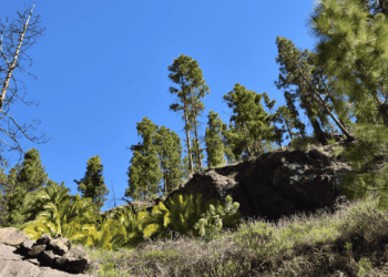 Los montes de Utilidad Pública de Soria produjeron más de 12 millones de euros en 2023 por aprovechamientos forestales