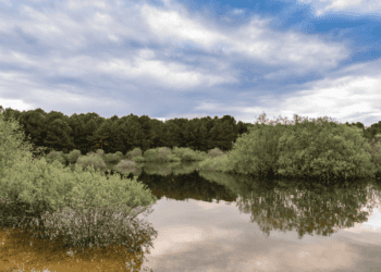 Soria, el éxito de una gestión forestal que ha prevenido incendios durante más de dos décadas