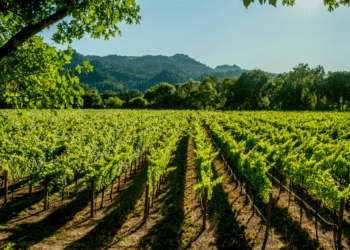 Protos ha plantado más de 60 hectáreas de viñedos en Zayas de Torres, en la Ribera del Duero soriana y prevé superar las 100 hectáreas en 2025