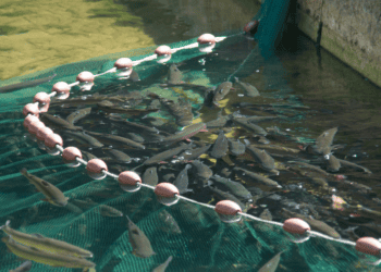 Dos empresas de Soria, Duero Natura y Five Fish, innovación en el sector pesquero