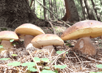 Pinares de Soria entre las mejores rutas de micología en España