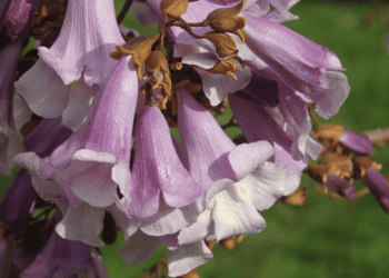 La aceleradora Gravitad impulsa plantación de paulownia en 50 hectáreas
