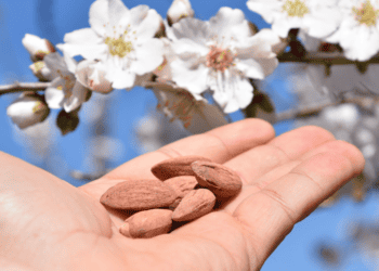 Almendras del Moncayo, almendras gourmet cultivadas en Valverde de Ágreda