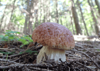 Montes de Soria: El Mayor Parque Micológico de España Refuerza su Liderazgo en 2025