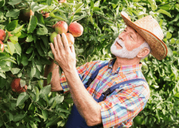 Las manzanas de Nufri triunfan con el sello ‘Sabor del Año 2025’