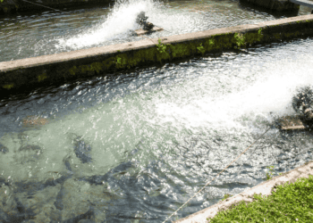 Manuel Almazán lleva la pescadería artesanal a Madrid Fusión