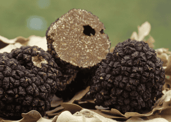 La Trufa Negra de Soria, motor de gastronomía, turismo y exportación