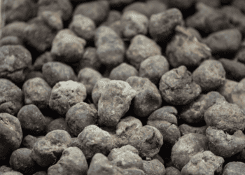 Soria, líder en la producción de trufa negra en Castilla y León