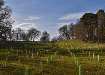 Proyecto Life AgroForAdapt impulsa sistemas agroforestales en Soria para mitigar el cambio climático