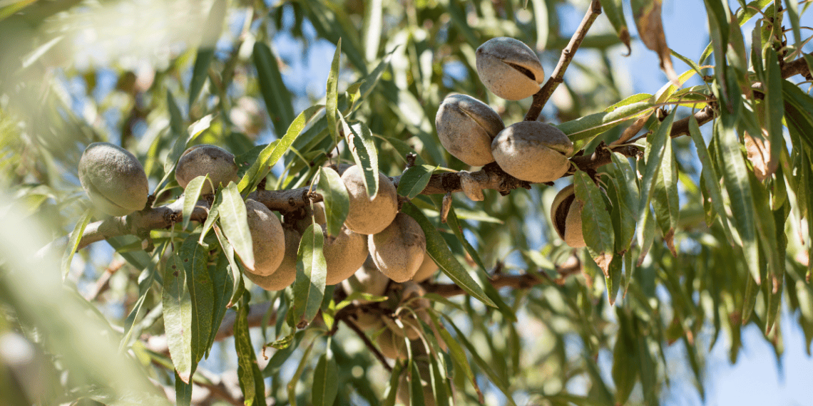 Nueces en árbol de Soria, inversión agrícola en la región.