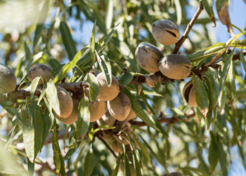 Almendras del Moncayo: una apuesta por el valor añadido y el emprendimiento rural