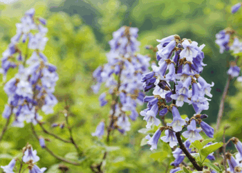 Sagides acogerá una plantación de paulownia de 50 hectáreas para investigar sobre el Alzheimer