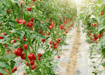 Agro Care planea crear 1.100 empleos en Soria e invertir 360 millones en tomates