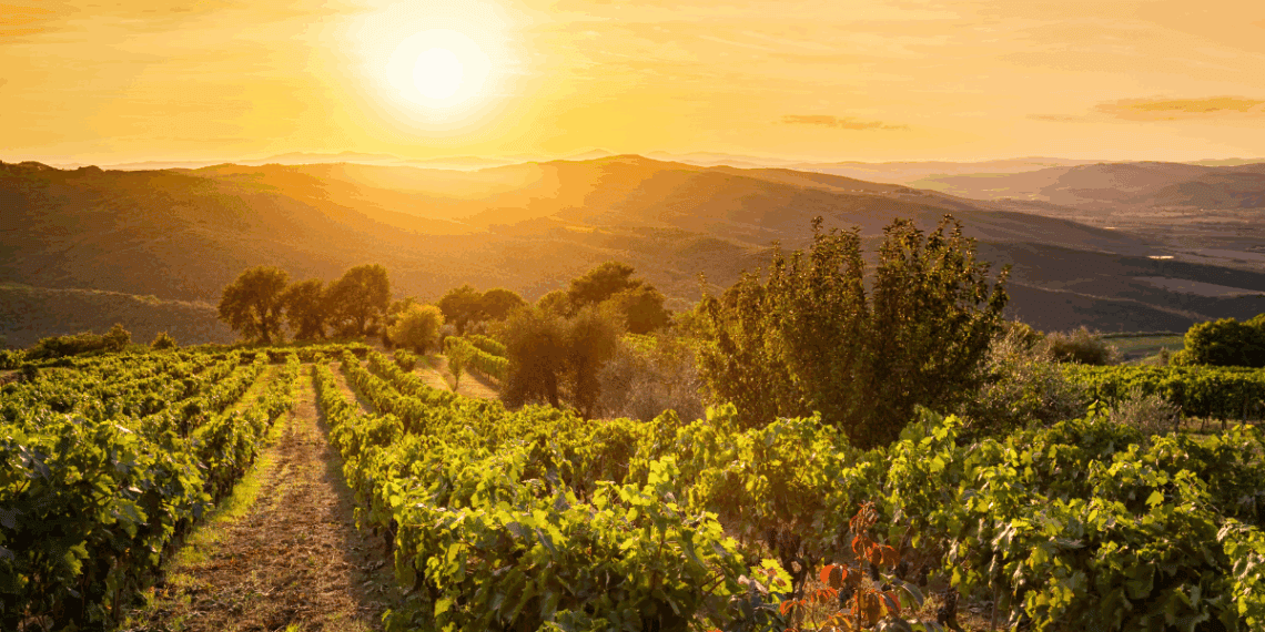 Viñedos en Soria al atardecer, inversión en patrimonio agrícola y turístico.