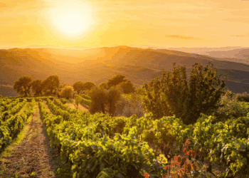 Señorío de Avellaneda impulsa 160 hectáreas para viñedo