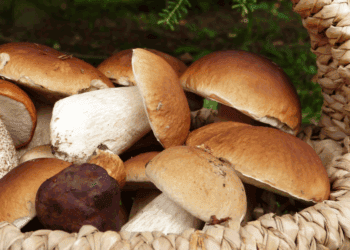 Soria supera las 7.300 licencias micológicas antes de la campaña de otoño