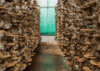 Wolaria Bioeco Soria impulsa empresas que innovan con biomateriales