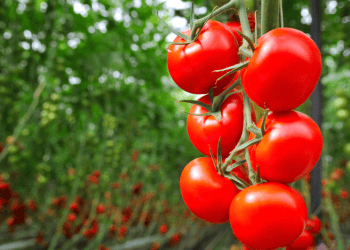 Agro Care en Soria proyecta 1.000 empleos y viviendas para trabajadores