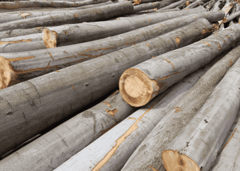 Madera de veta en Soria para inversión y desarrollo económico en la provincia.