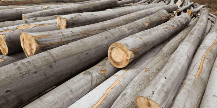 Madera de veta en Soria para inversión y desarrollo económico en la provincia.