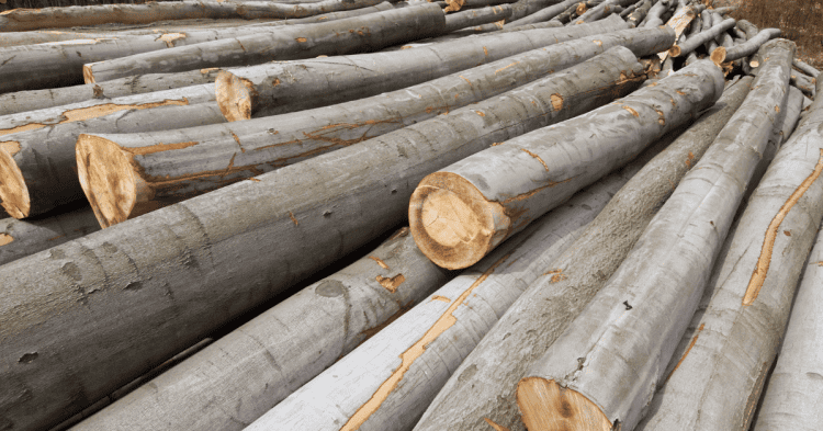 Madera de veta en Soria para inversión y desarrollo económico en la provincia.