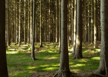 Bosque de pinos en Soria, inversión en naturaleza y biodiversidad, oportunidades de negocio y desarrollo sostenible.