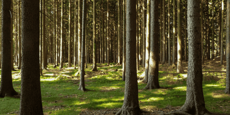 Bosque de pinos en Soria, inversión en naturaleza y biodiversidad, oportunidades de negocio y desarrollo sostenible.