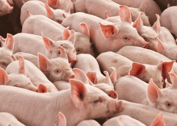 Cerdos en Soria, oportunidad de inversión en agricultura y ganadería.