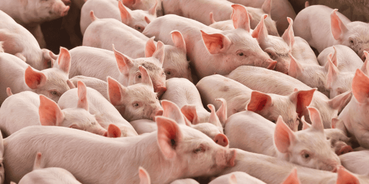 Cerdos en Soria, oportunidad de inversión en agricultura y ganadería.
