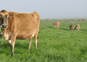 Vaca pastando en campo abierto en Soria, zona de inversión y desarrollo rural.