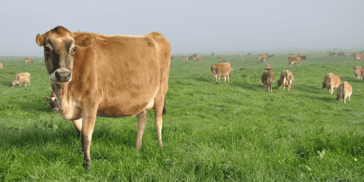 Vaca pastando en campo abierto en Soria, zona de inversión y desarrollo rural.