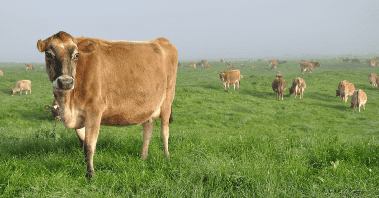 Vaca pastando en campo abierto en Soria, zona de inversión y desarrollo rural.