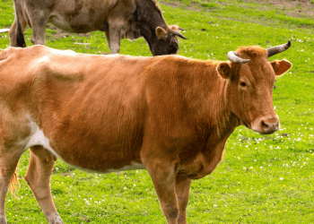 Vaca lechera en el Valle de la Mantequilla, Soria, en plena recuperación.
