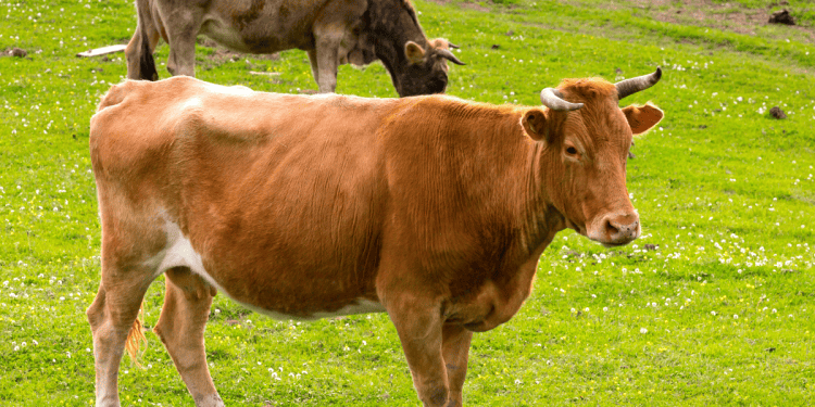 Vaca lechera en el Valle de la Mantequilla, Soria, en plena recuperación.