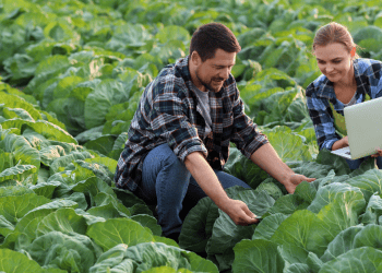 Persona inspeccionando cultivos de lechuga en Soria, inversión agrícola rentable en la región.
