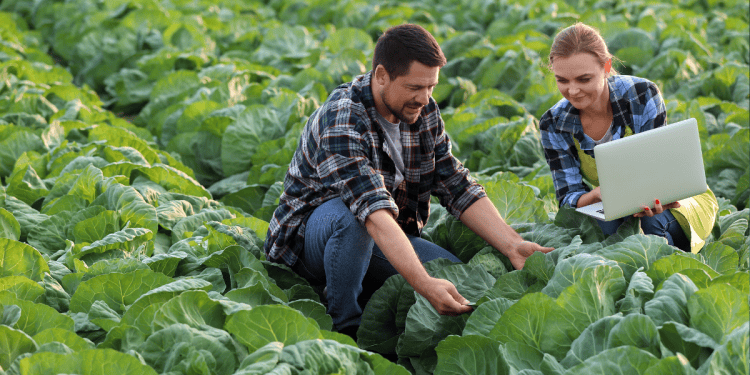 Persona inspeccionando cultivos de lechuga en Soria, inversión agrícola rentable en la región.