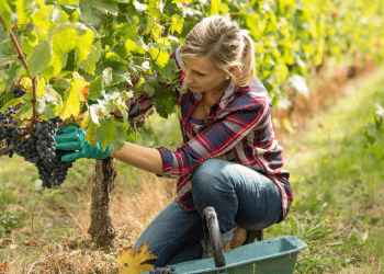 Uvas maduras en viñedo de Soria para inversión agrícola.