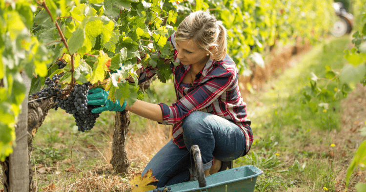 Uvas maduras en viñedo de Soria para inversión agrícola.