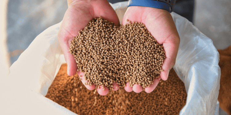 Semillas de alta calidad en Soria, ideales para agricultura y cultivo sostenible.